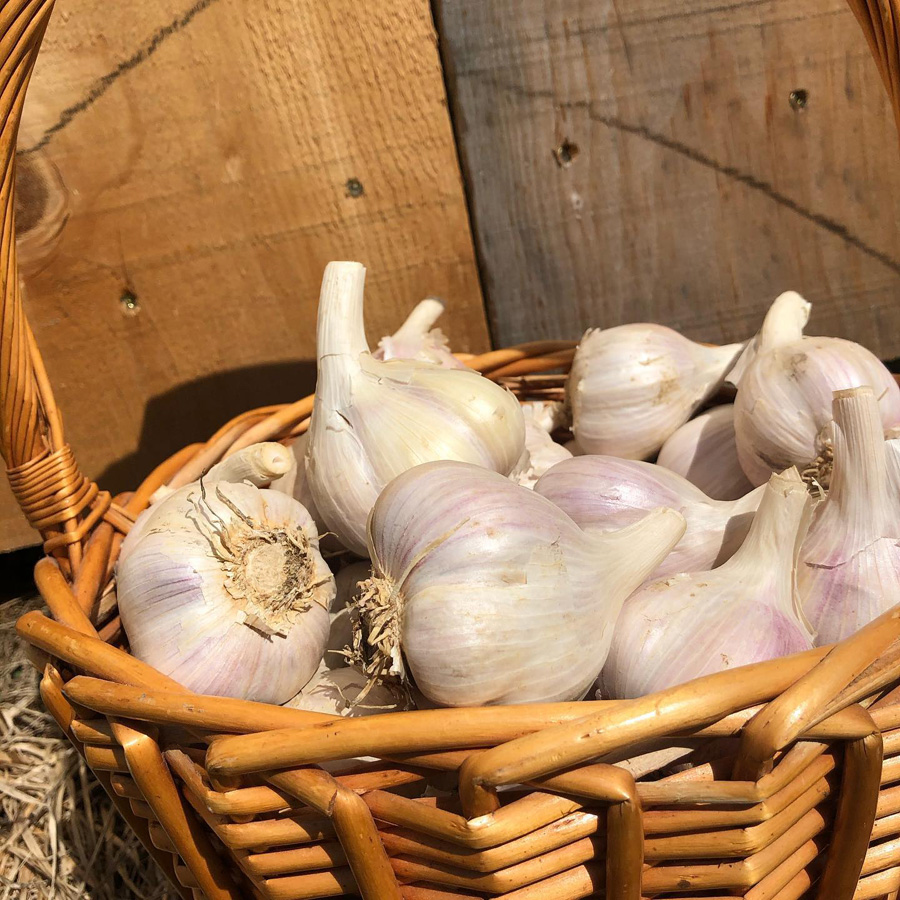 zicari, zicari greenhouse, zicari greenhouses, bedding plants, market, greenhouse dunnvile, ON, lowbanks, microgreens, garden vegetables, vegetable market, season vegetables