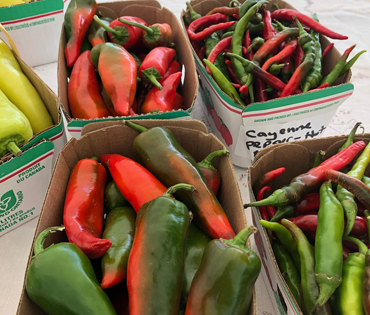 zicari, zicari greenhouse, zicari greenhouses, bedding plants, market, greenhouse dunnvile, ON, lowbanks, microgreens, garden vegetables, vegetable market, season vegetables