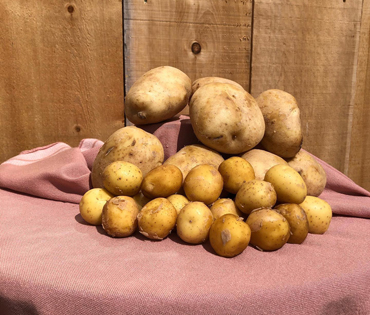 zicari, zicari greenhouse, zicari greenhouses, bedding plants, market, greenhouse dunnvile, ON, lowbanks, microgreens, garden vegetables, vegetable market, season vegetables